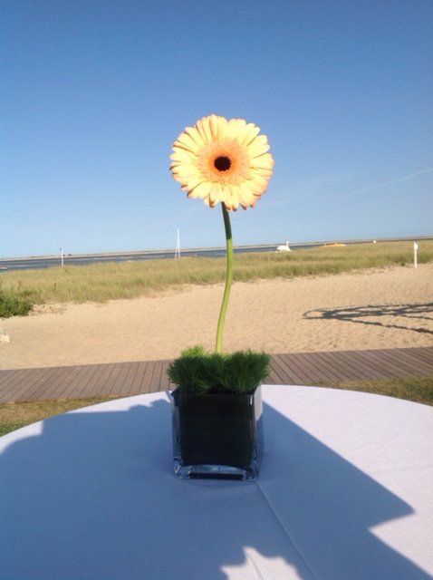 Gerbera Cocktail Top