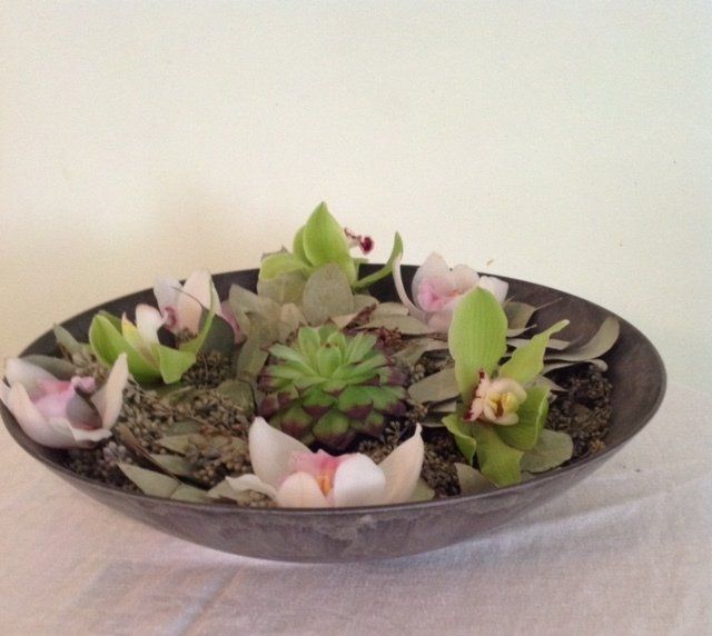Orchids and Succulents