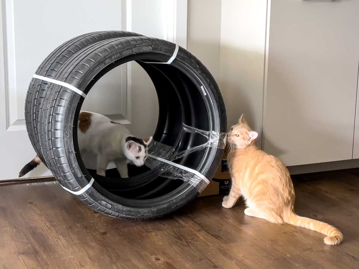 michelin pilot super sport tires getting inspected by two cats