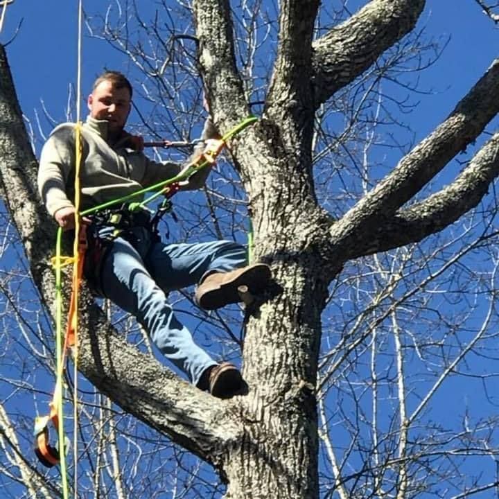 A man is climbing a tree with a rope around his waist