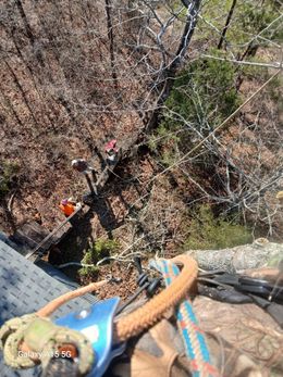 A person is climbing a tree with a helmet on their head.