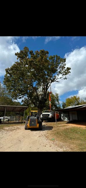 A large tree is being cut down by a tractor in a dirt field.