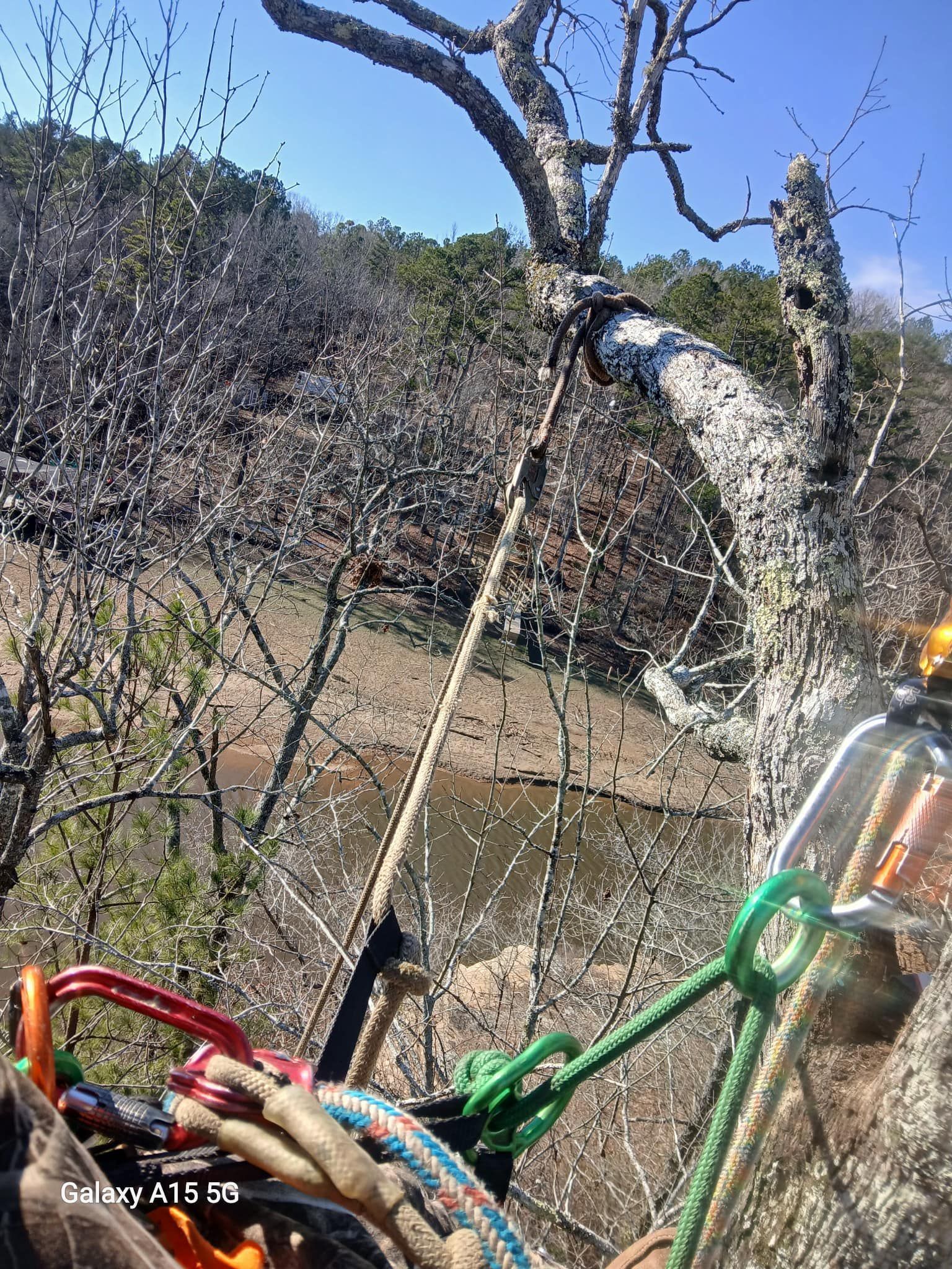 A person is cutting a tree with a chainsaw.