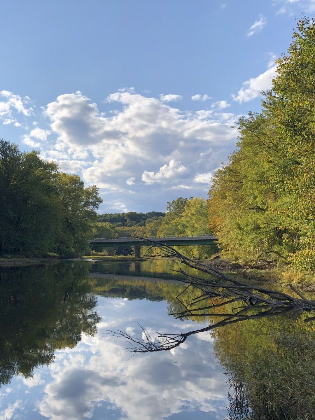 A wooden bench under a tree in a grassy field