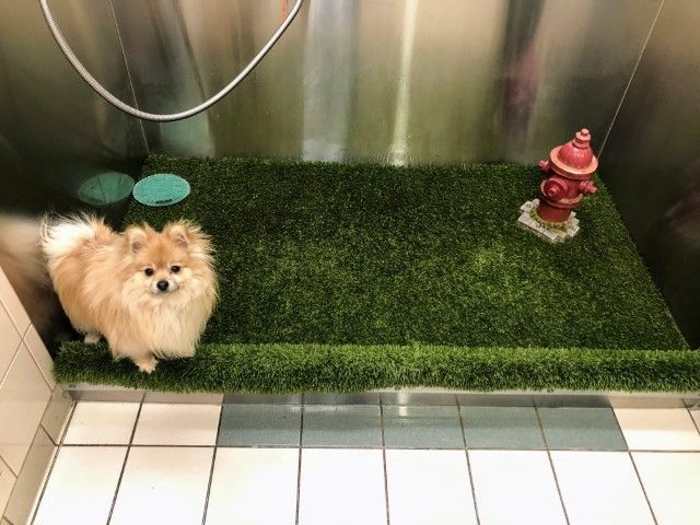 Fluffy Pomeranian dog standing on a patch of artificial grass in a small room with a fire hydrant.