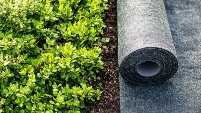 Green bushes next to dark soil, with a roll of gray landscape fabric on the right.