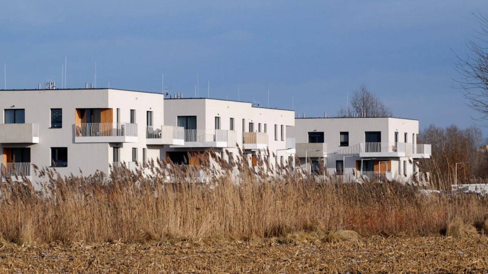 Modernos edificios de apartamentos blancos detrás de hierba alta y seca bajo un cielo azul claro