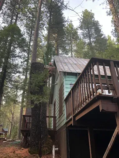Cabin nestled in a forest of tall trees with a wooden deck and weathered roof.