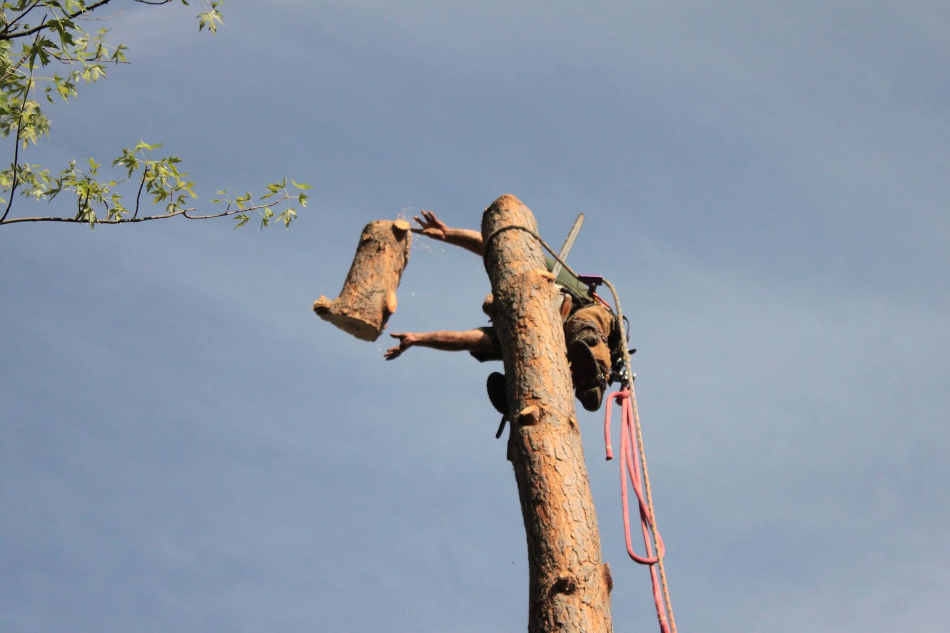 Arborist cutting a tree limb, attached to the trunk with safety gear and ropes, against a blue sky.