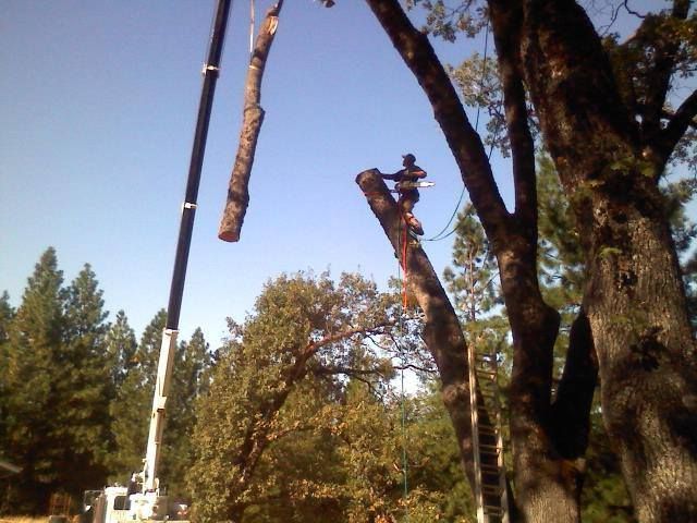 Man in tree trimming branch, crane lifting cut tree section.