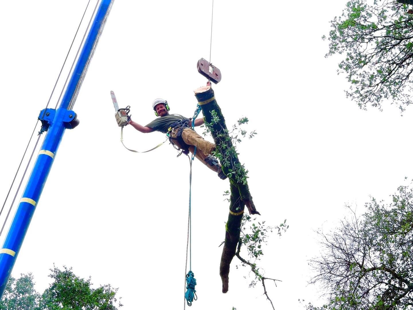 Tree service worker using chainsaw suspended by crane to remove a tree branch.