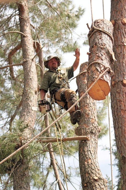 Arborist in tree, waving, holding chainsaw, cutting branches. Sunlight, pine trees.