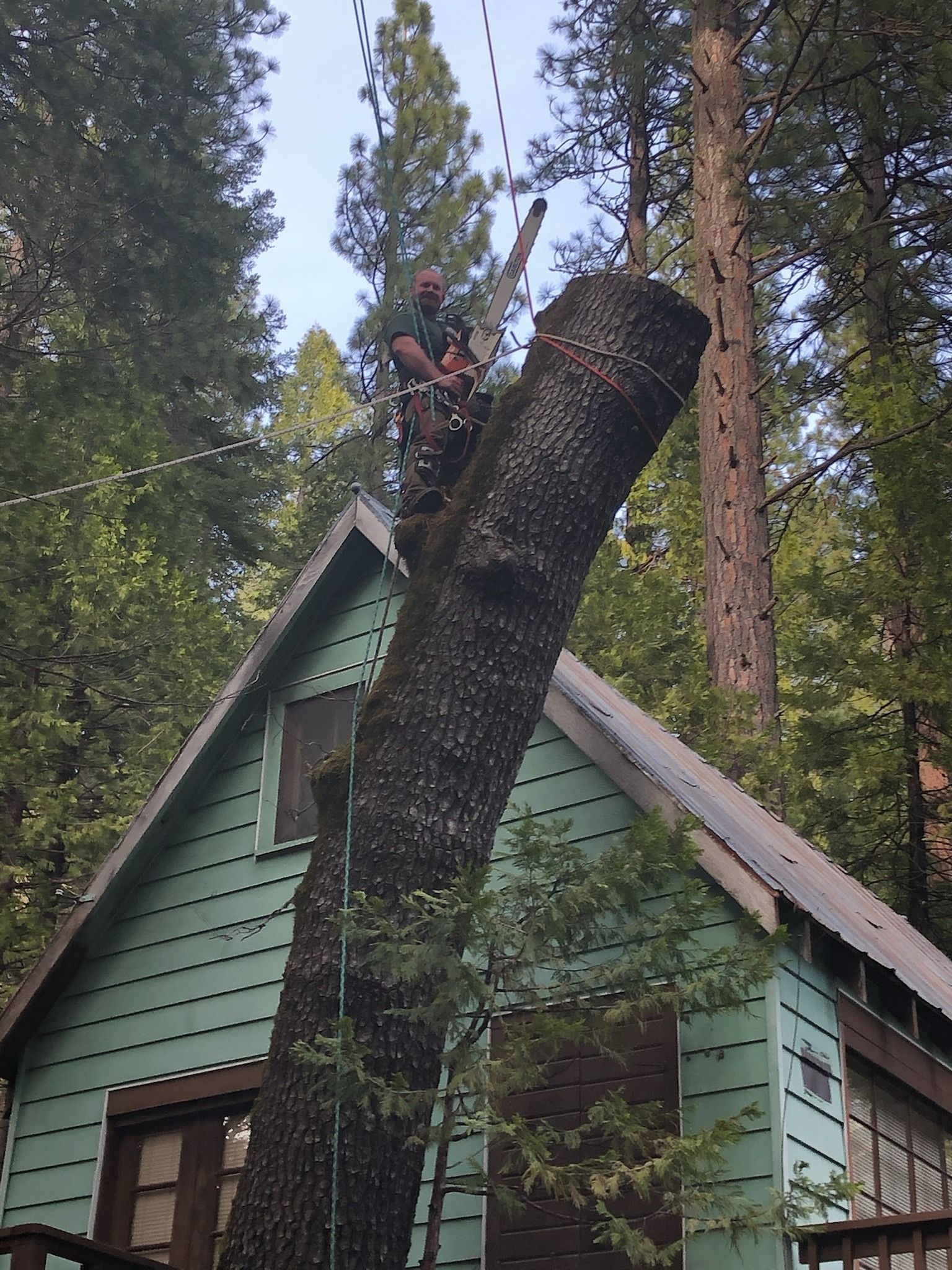 Man cutting a tall tree near a small green cabin.