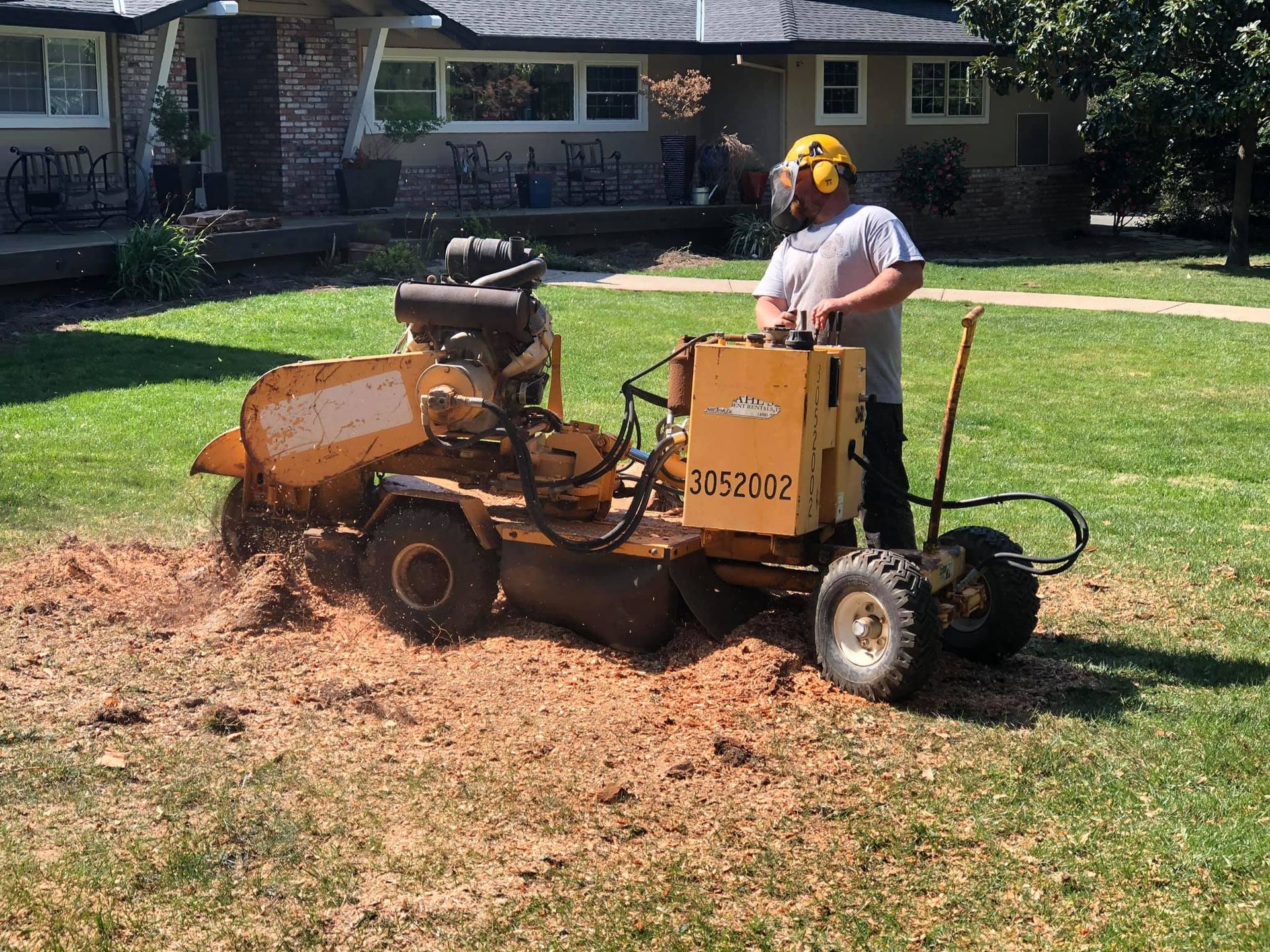 Man operating a yellow stump grinder on a lawn, creating wood chips near a house.