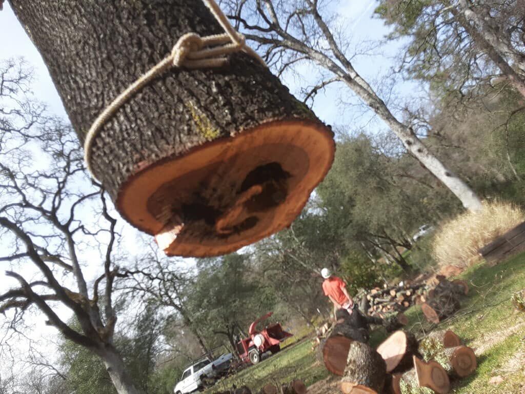 Cut tree trunk suspended by rope, person in orange shirt nearby, logs on the ground, trees and sky in background.