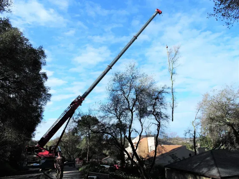 Crane lifting a tall, bare tree against a blue sky with some cloud cover, residential area visible.