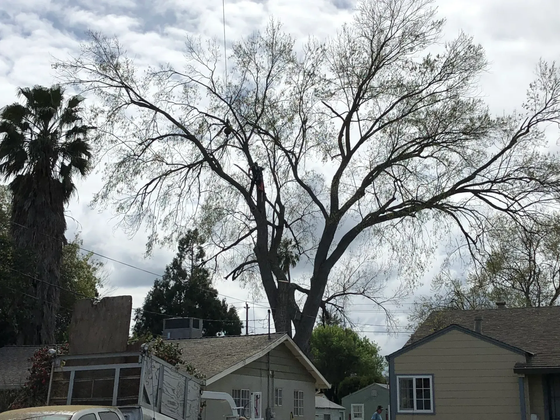 Large tree towering over small houses and palm tree under a cloudy sky.