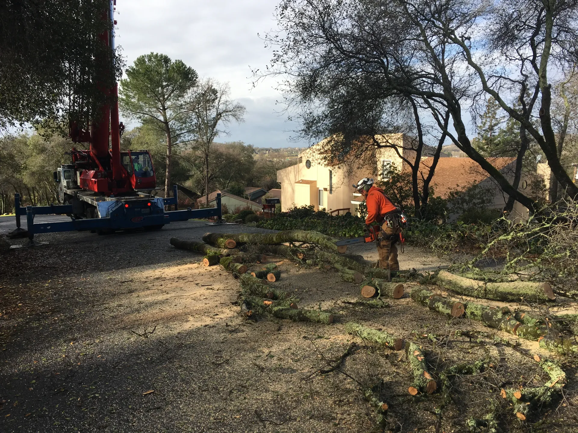 Tree service worker in orange vest cutting tree branches on a road, crane in the background.