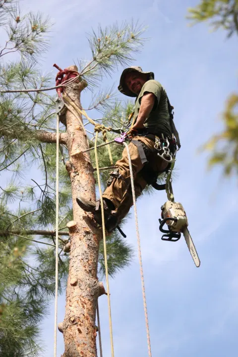 Arborist high in a tree, cutting limbs with a chainsaw. Blue sky background.