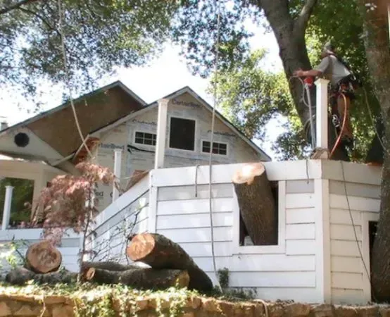 Tree service worker using chainsaw near a white house, tree limbs cut and lying on the ground.