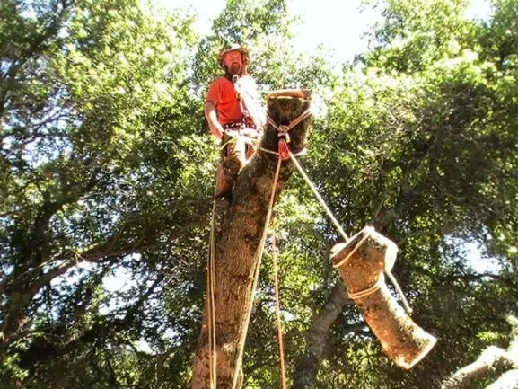 Arborist atop tree stump, cutting branches with rope. Bright sunlight, green foliage in background.