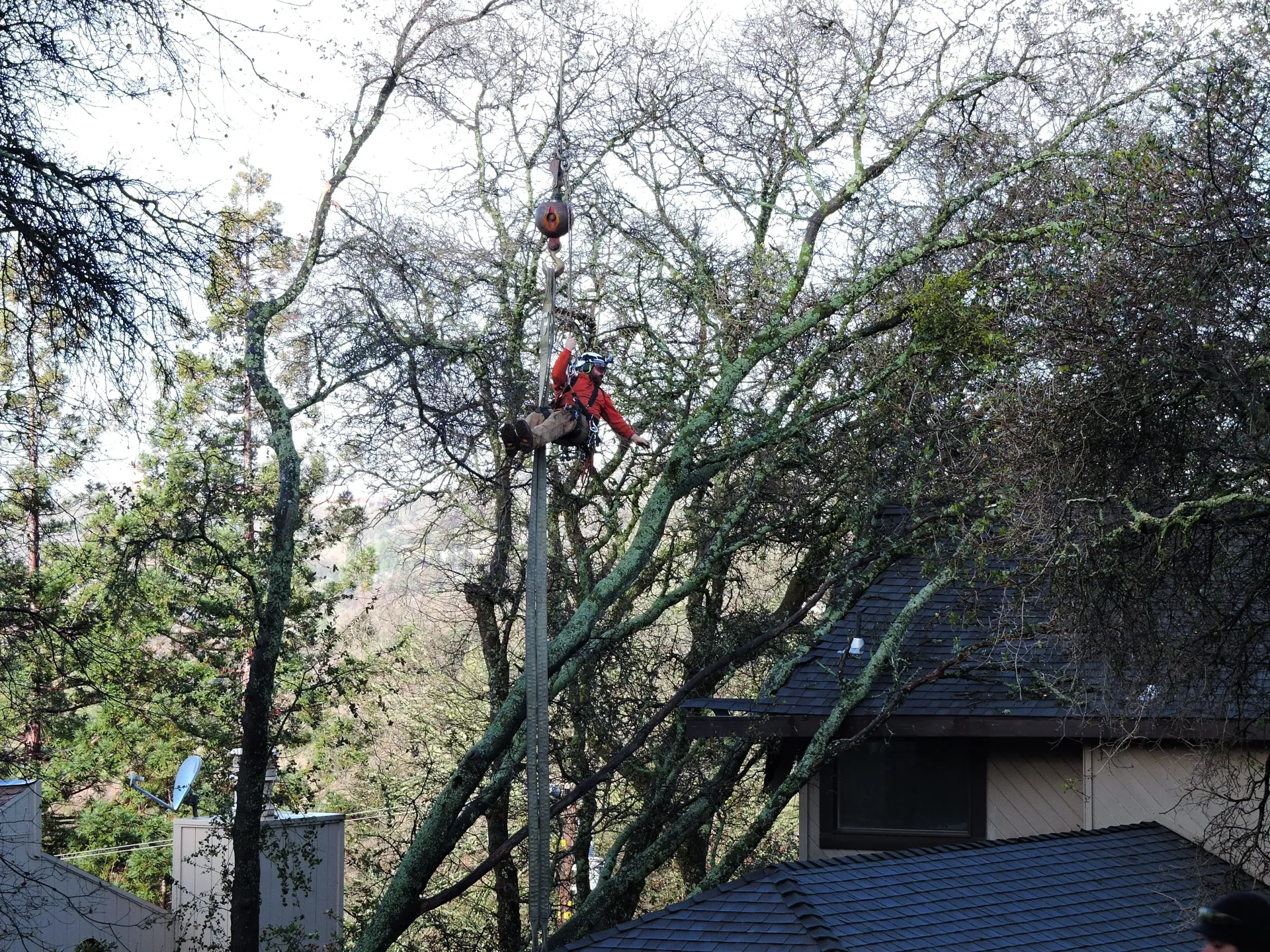 Arborist in orange suit cutting a tree, suspended by ropes, residential setting.