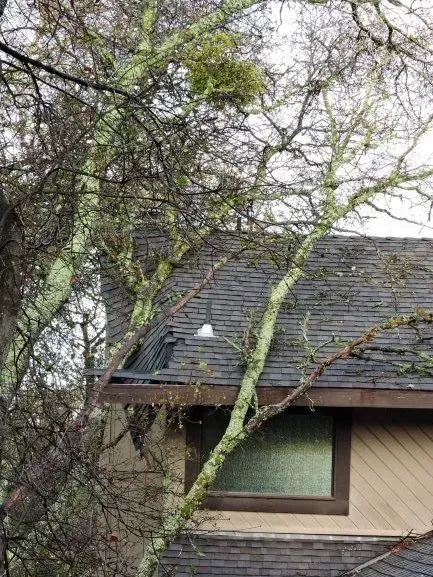 Tree with lichen growing on it, over a house with a window and a dark roof.