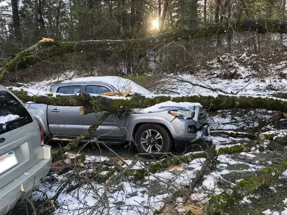 Silver pickup truck crushed by fallen tree in snowy wooded area.