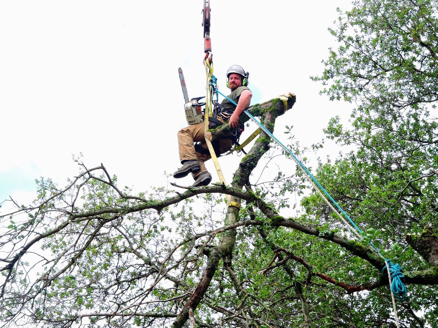 Arborist in a tree, using a chainsaw. Wearing a harness and helmet.