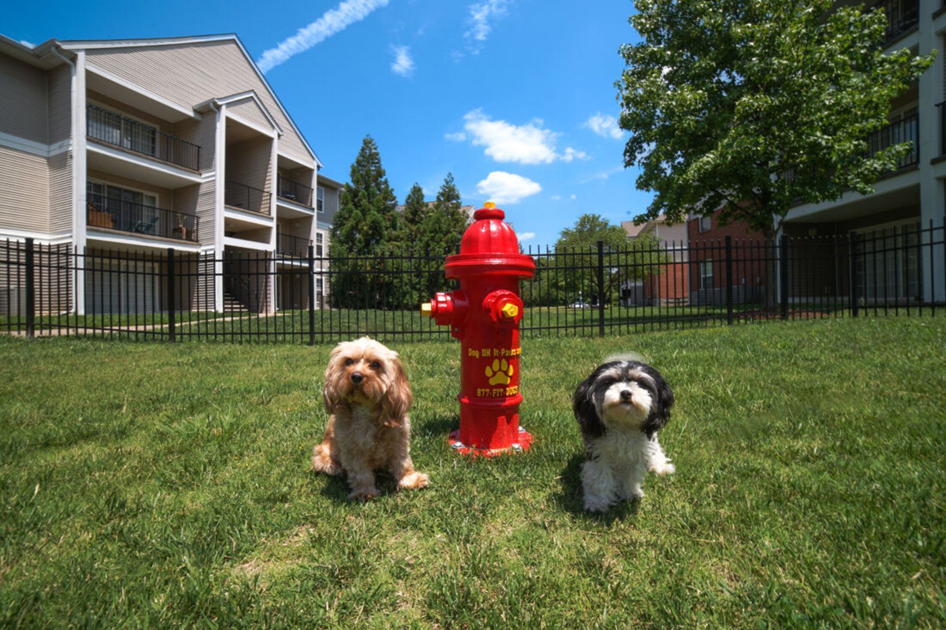 Two dogs sit on grass near a red fire hydrant, fence, and apartment buildings.