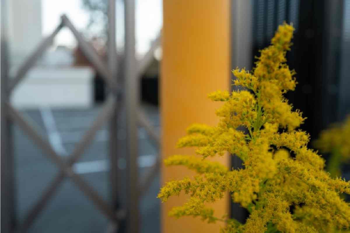 A goldenrod plant inside a home with similar colored walls at 21st Century Paints near Holland, Ohio (OH)