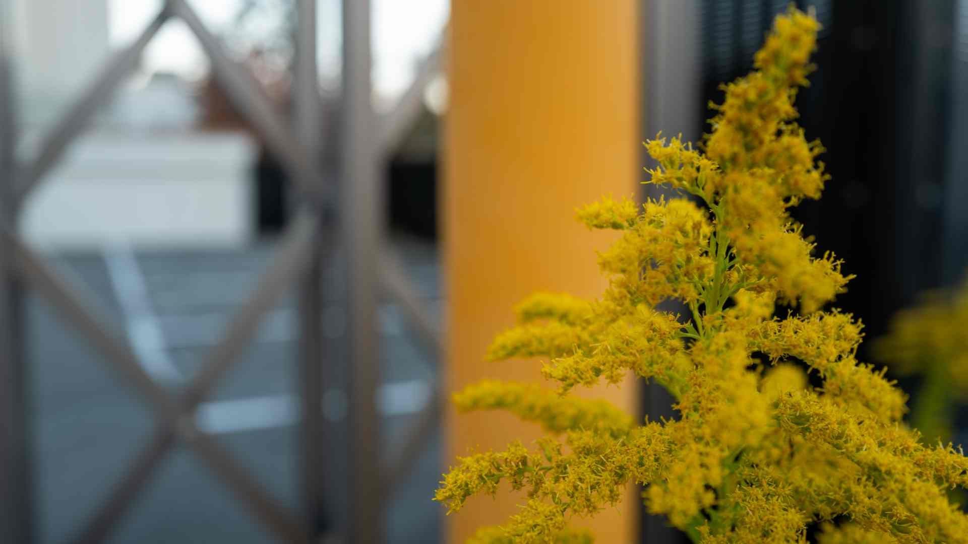 A goldenrod plant inside a home with similar colored walls at 21st Century Paints near Holland, Ohio