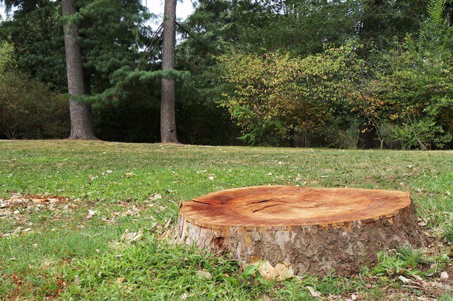 Tree Stump — George's Tree Services in South Grafton, NSW