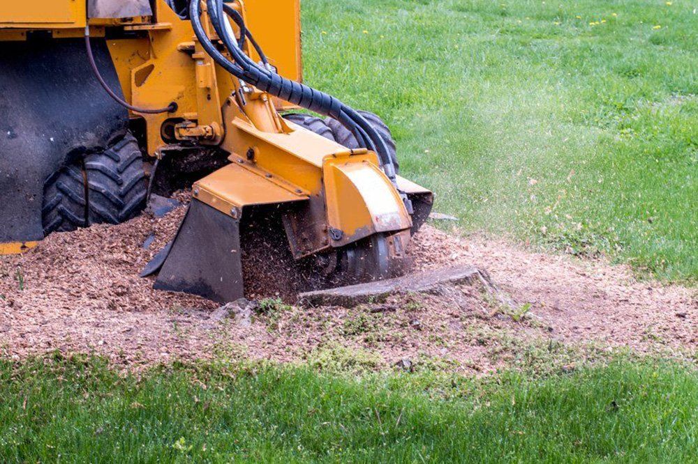 Grinding Up A Tree Stump — George's Tree Services in South Grafton, NSW