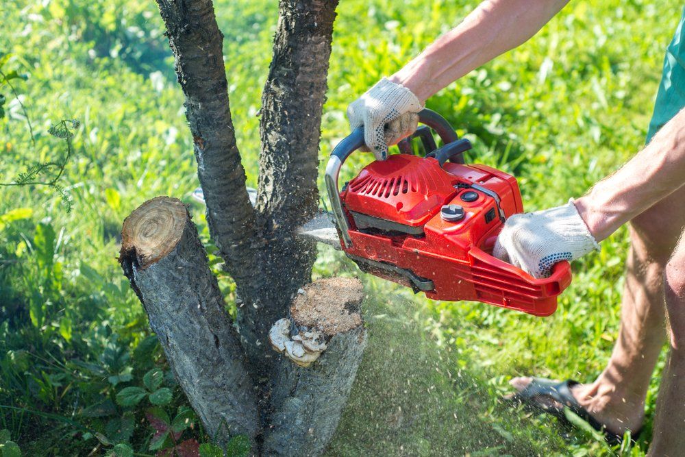 Sawing A Tree On A Plot — George's Tree Services in Grafton, NSW