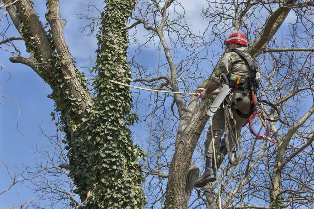 A Man is Climbing a Tree With a Chainsaw — George's Tree Services in Wooli, NSW