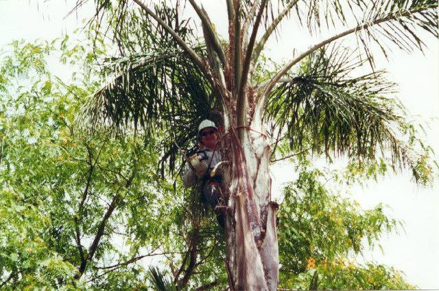 Arborist Using a Chainsaw — George's Tree Services in South Grafton, NSW