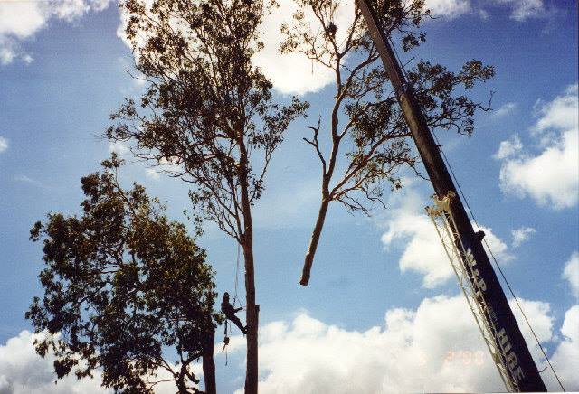 Heavy Machine Carrying a Cutted Tree Branch — George's Tree Services in South Grafton, NSW