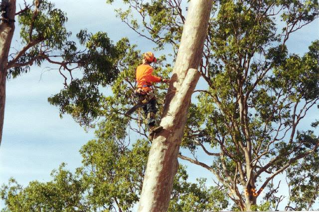 Arborist Using Safety Gears — George's Tree Services in South Grafton, NSW