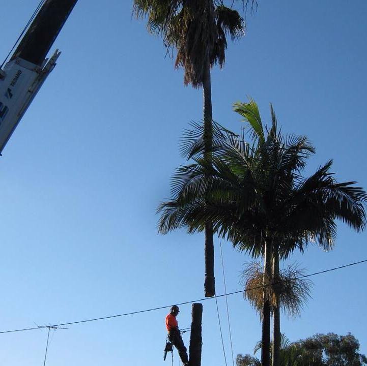 Tree Pruning — George's Tree Services in South Grafton, NSW