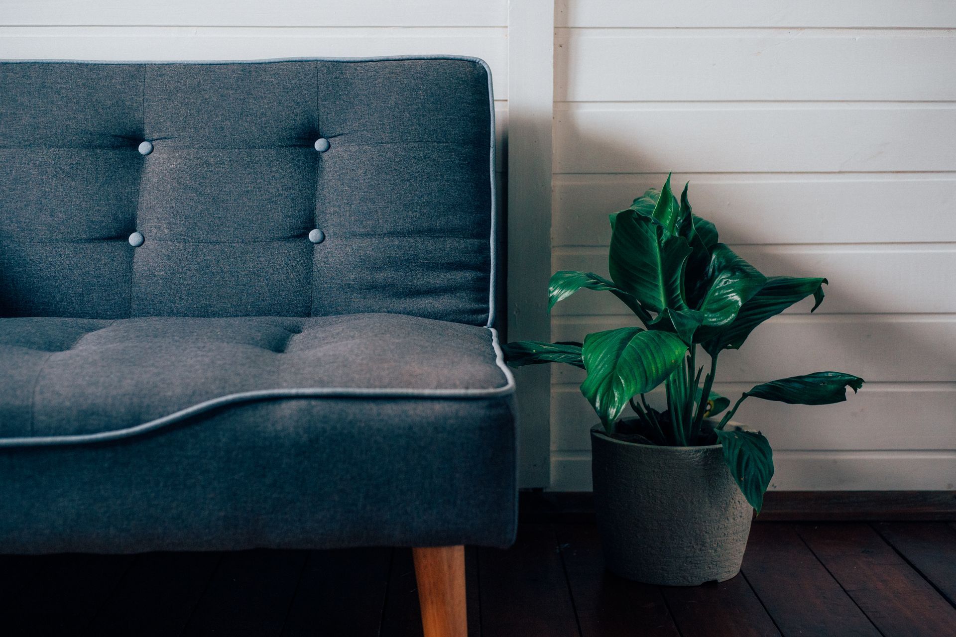 A couch and a potted plant are in a living room.