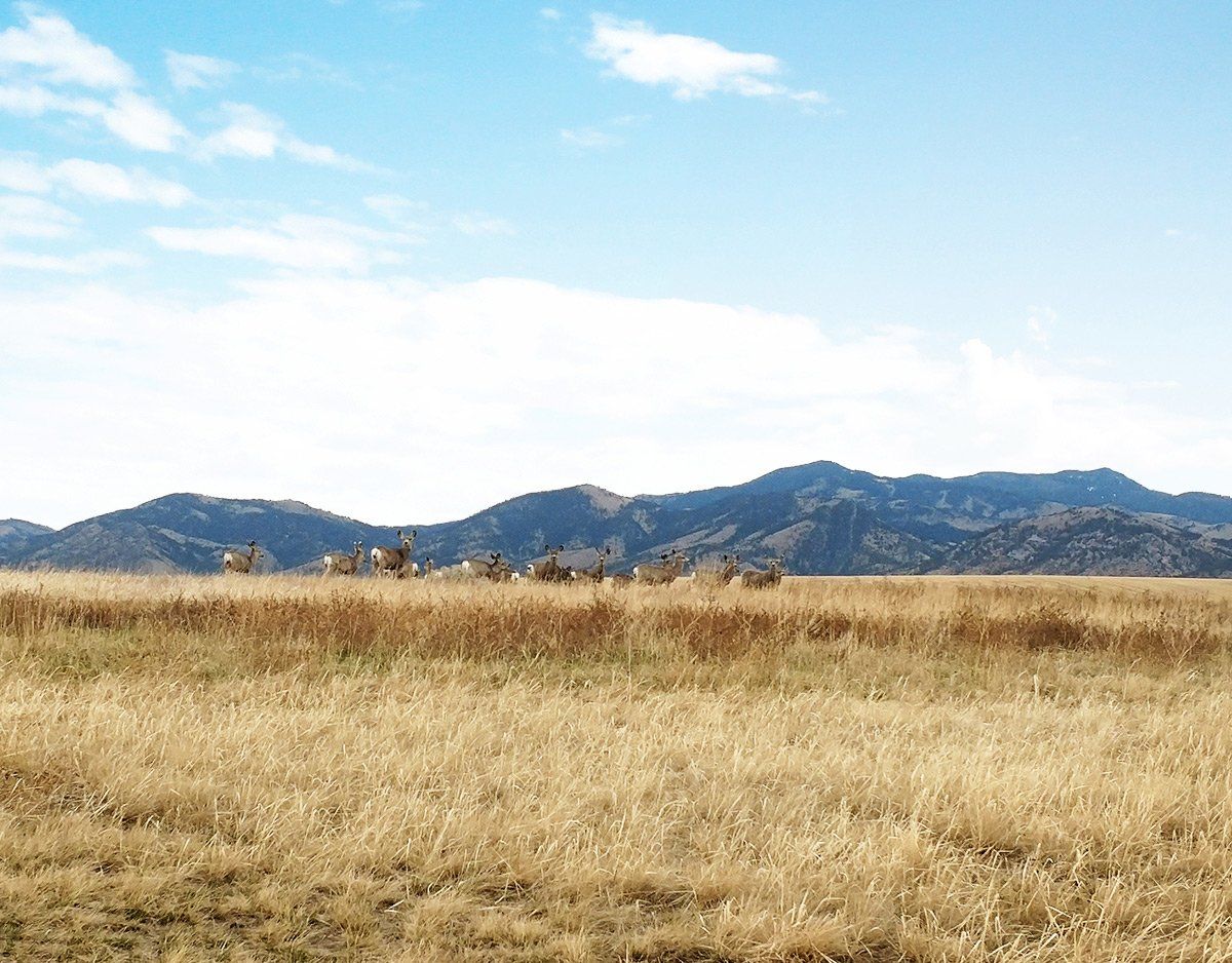 A field of dry grass with mountains in the background