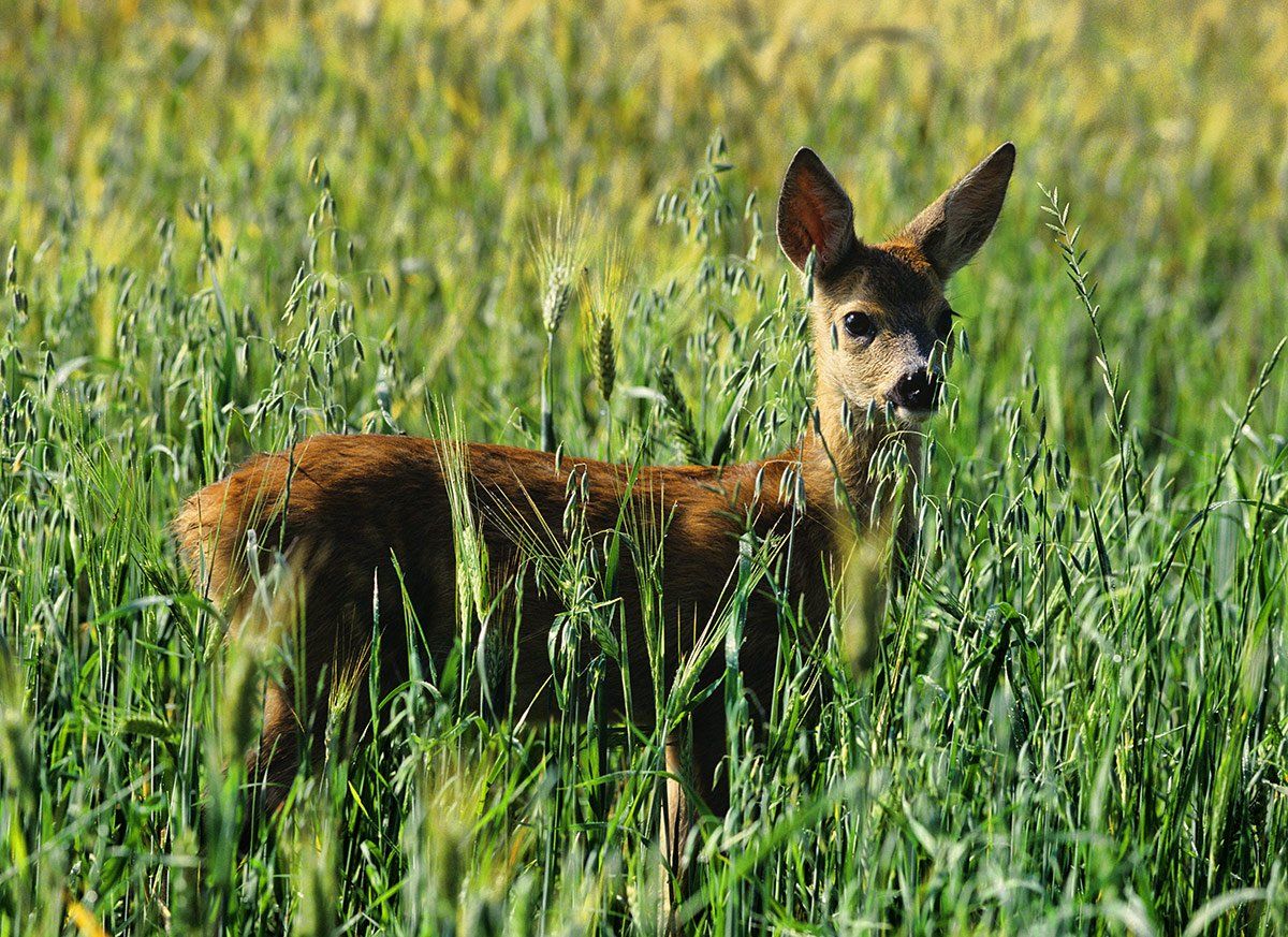 A deer is standing in a field of tall grass.