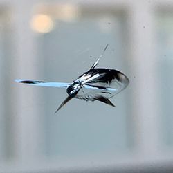 A close up of a cracked windshield on a car.