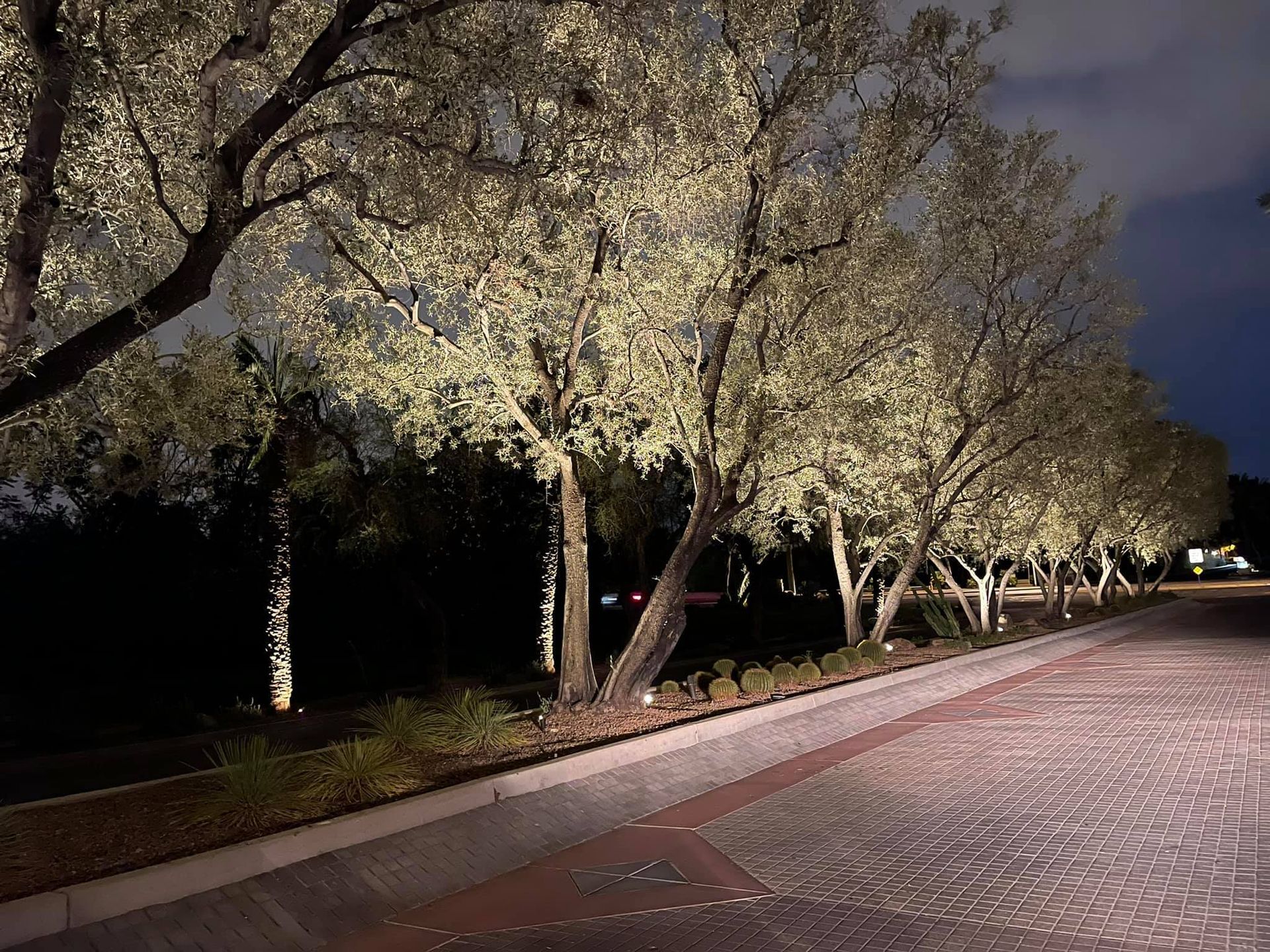 A row of trees are lit up at night