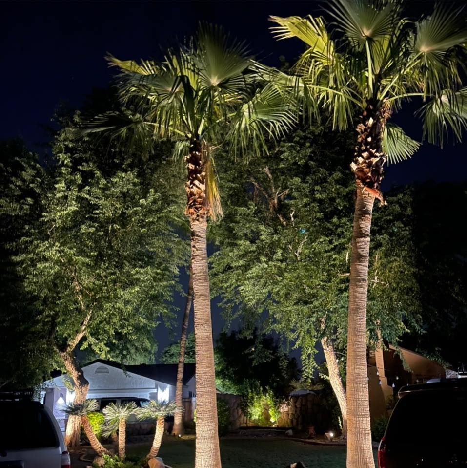 A row of palm trees are lit up at night