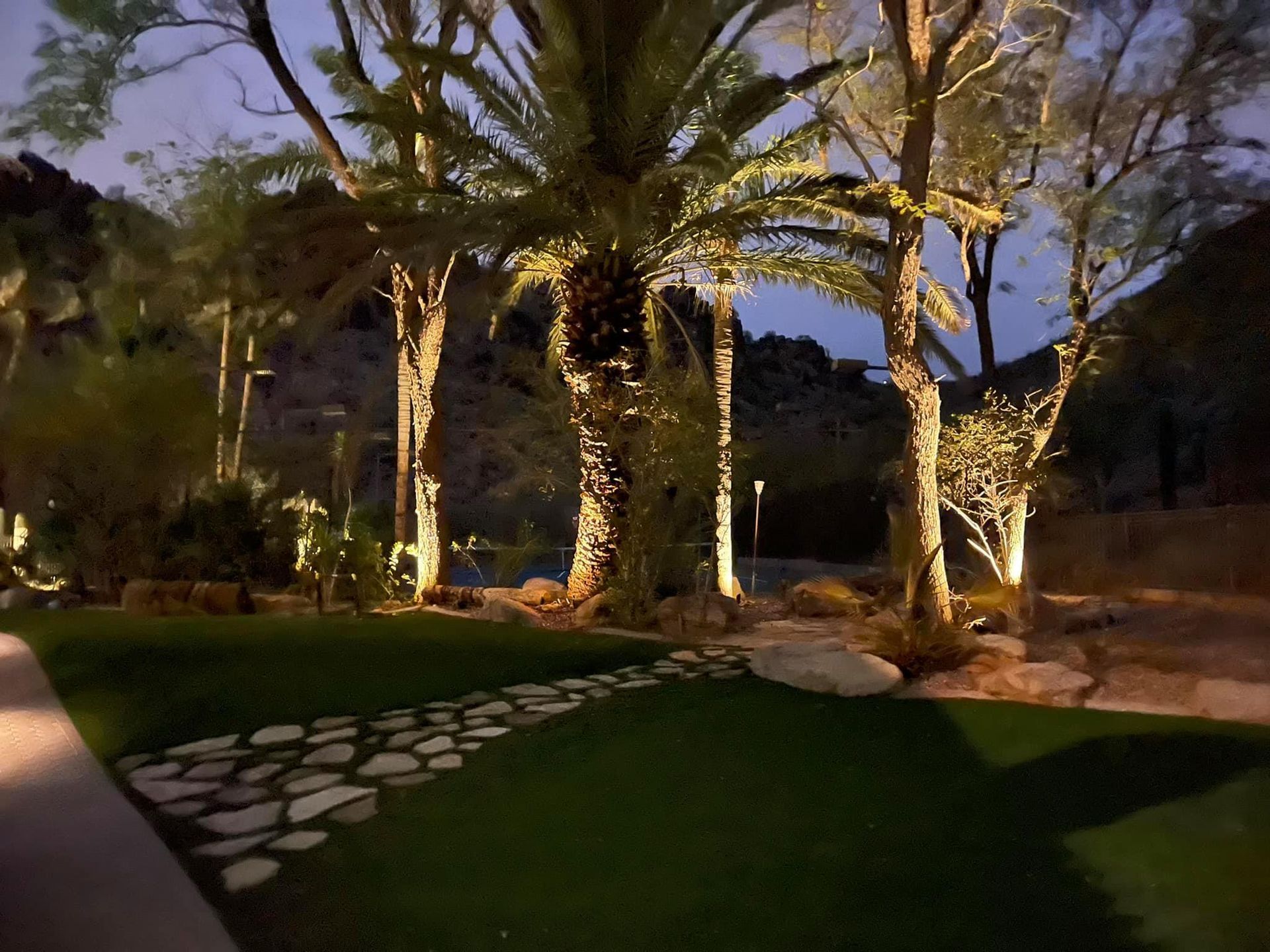A group of palm trees are lit up at night