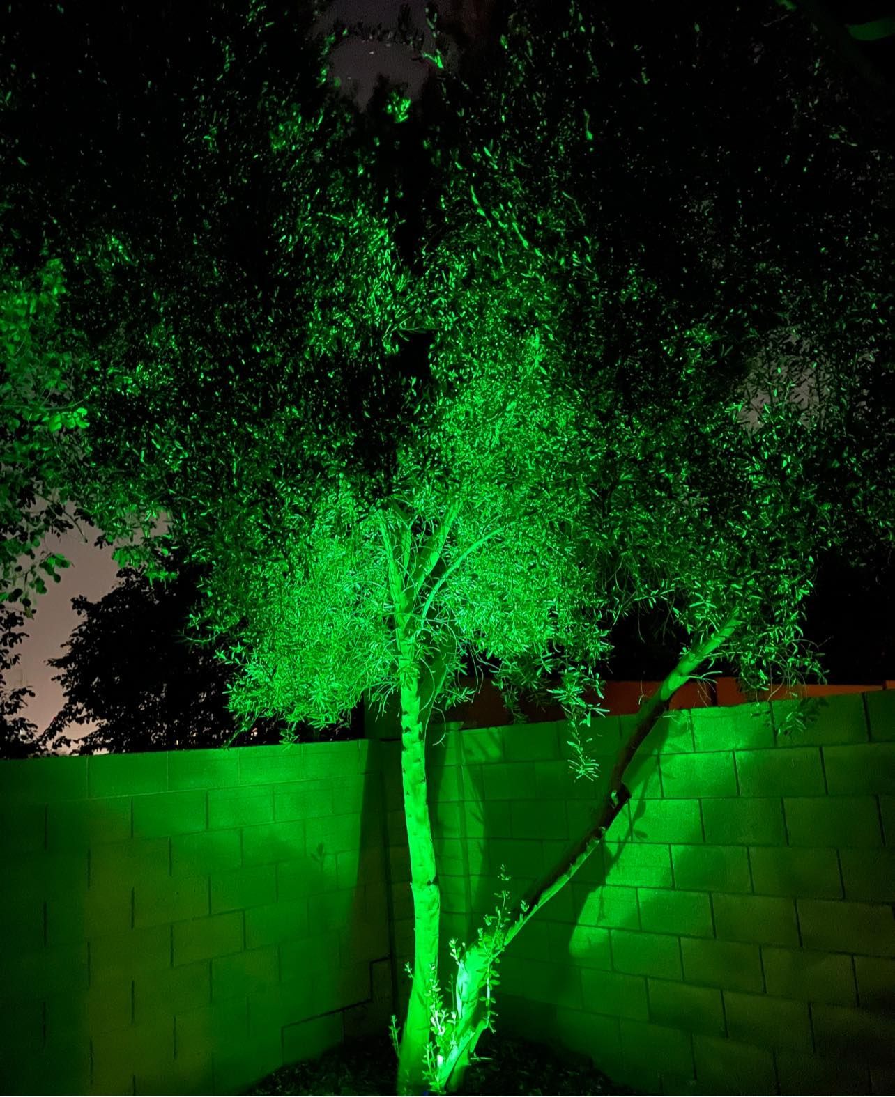 A tree is lit up with green lights at night.