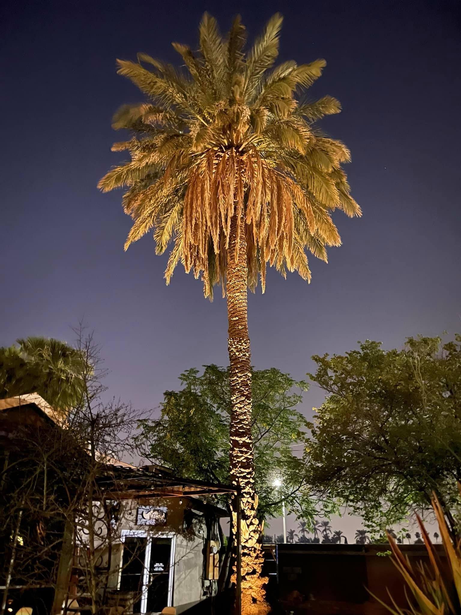 A palm tree is lit up at night in front of a building