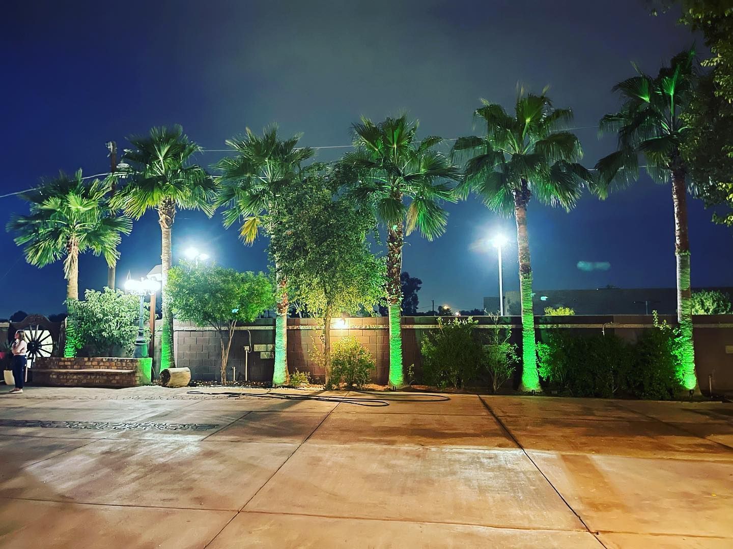 A row of palm trees are lit up at night in a parking lot.